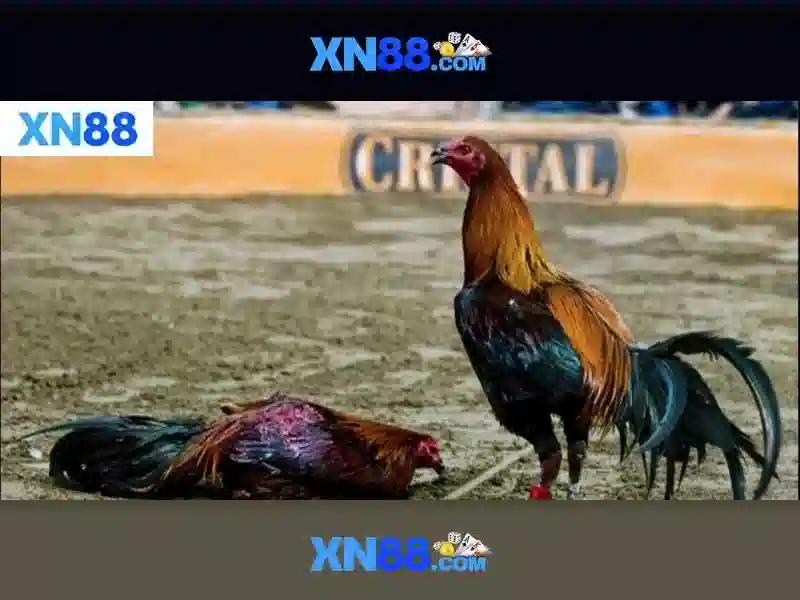 tải app xn88 – Trải nghiệm chất lượng từ xn88 official