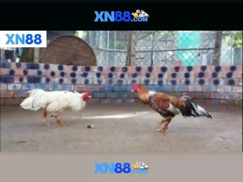 Giới thiệu về xn88: Nền tảng trò chơi trực tuyến và cam kết uy tín