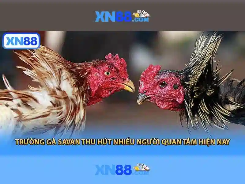 XN88: Tổng quan và đánh giá nền tảng
