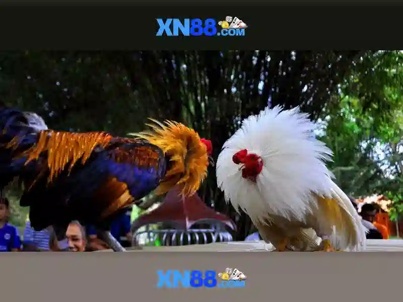 XN88 là gì