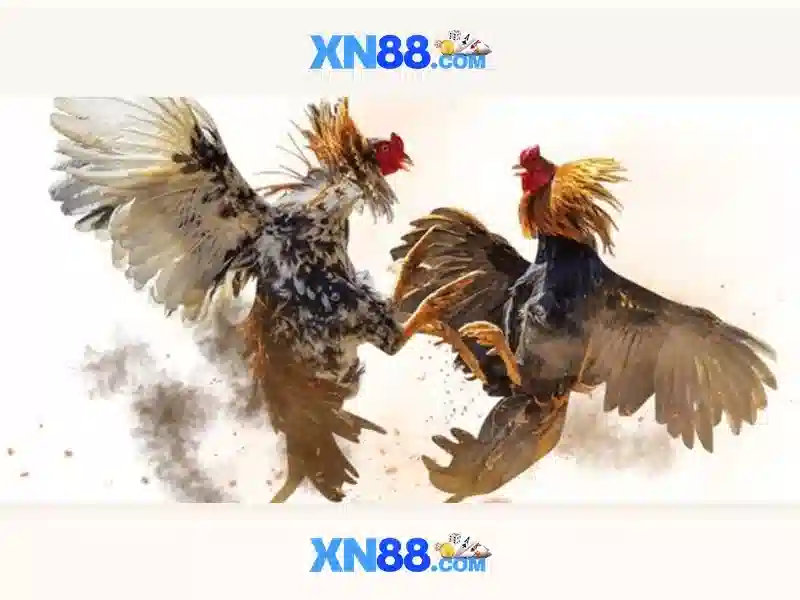xn88: Đánh giá và tổng quan